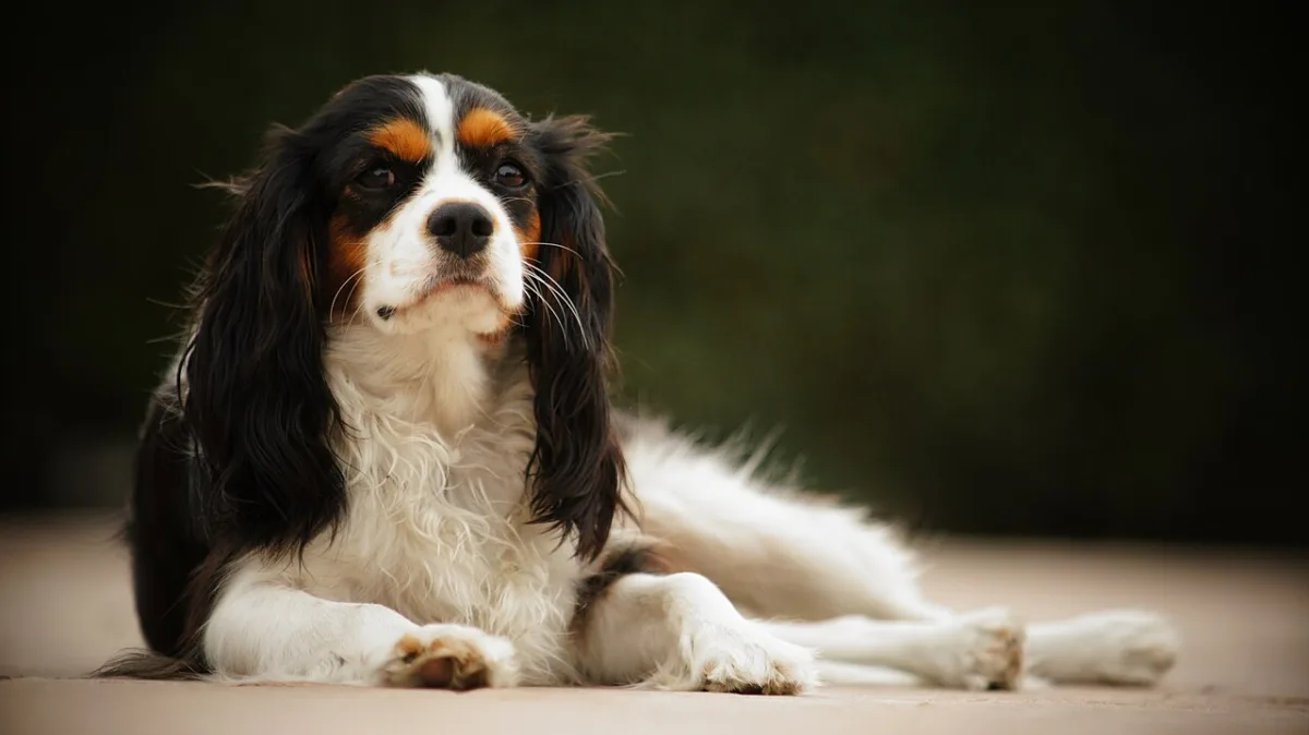 Tricolour cavalier king charles spaniel die in de camera kijkt