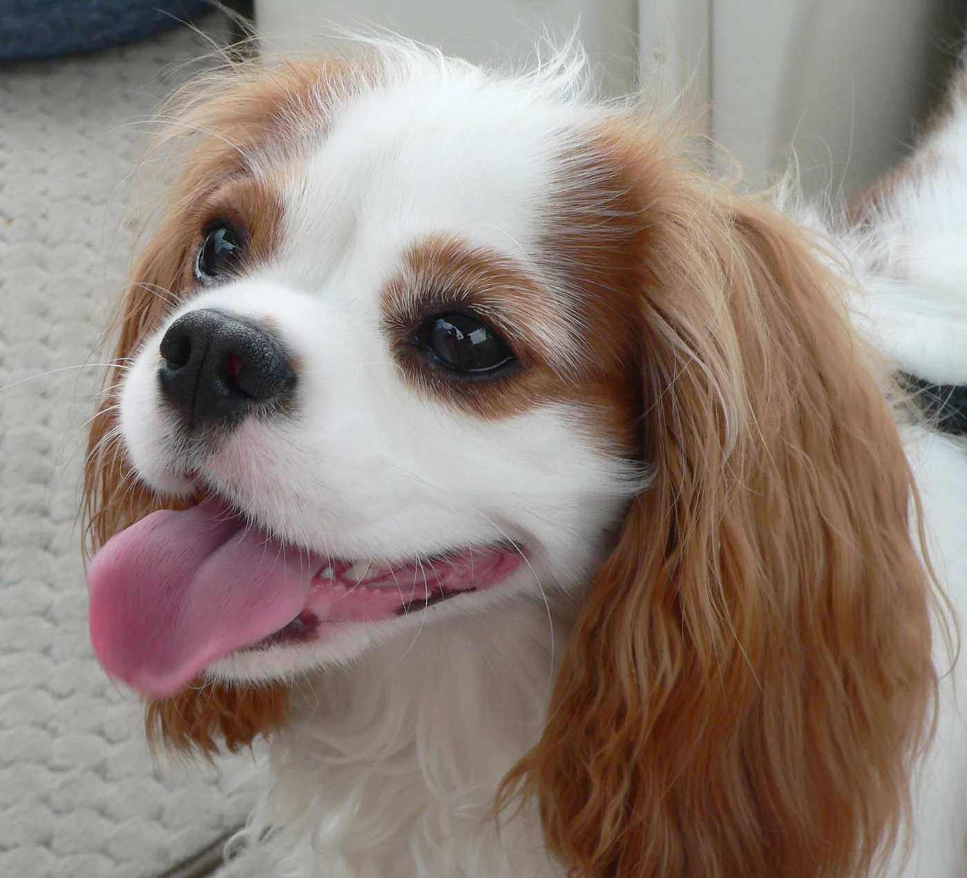 Kop van een blenheim cavalier king charles spaniel van dichtbij