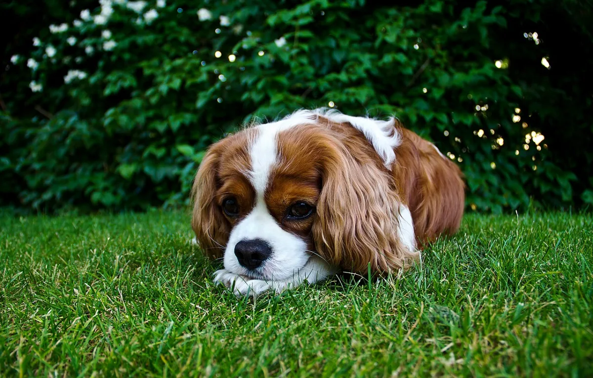 Blenheim cavalier king charles spaniel liggend in het gras